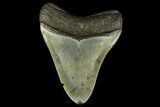 3.38" Fossil Megalodon Tooth - North Carolina - #131606-1